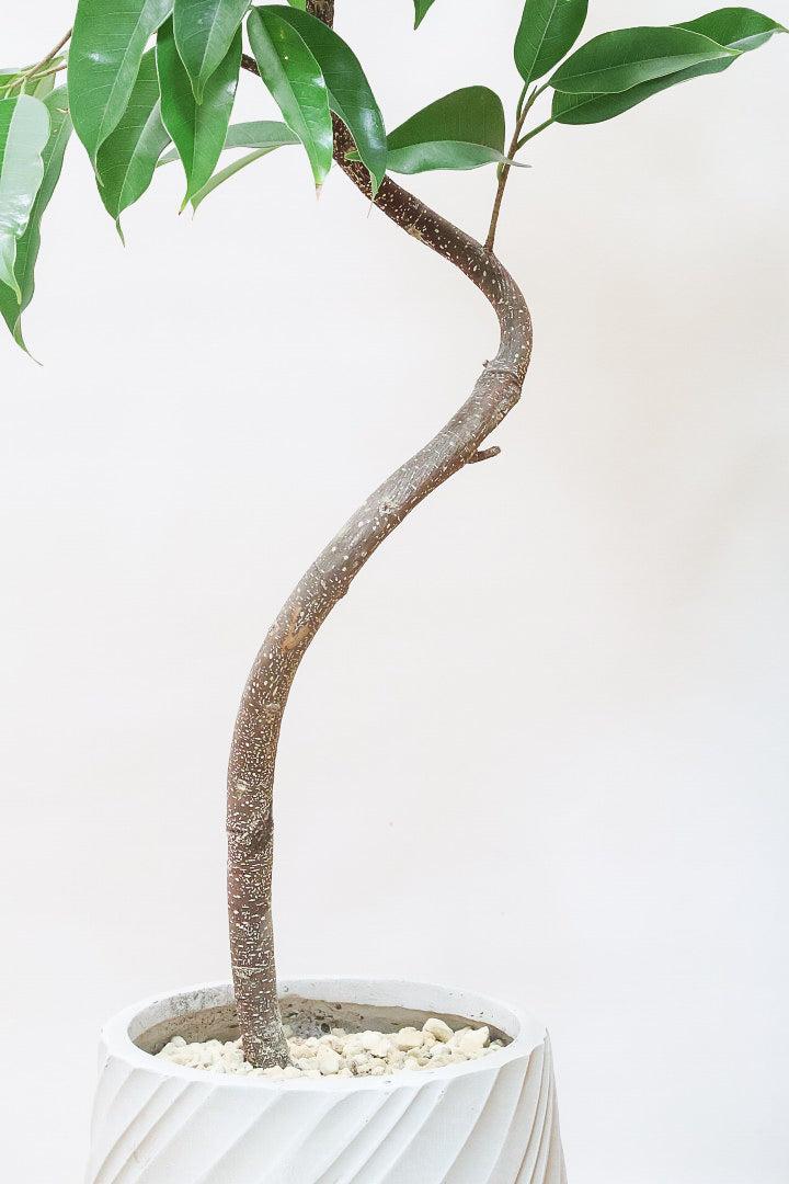 【フィカス アムステルダム】全高110cm！沖縄で作り込まれた他にはないゴツイ樹形！とても丈夫で育てやすい観葉植物なんです！