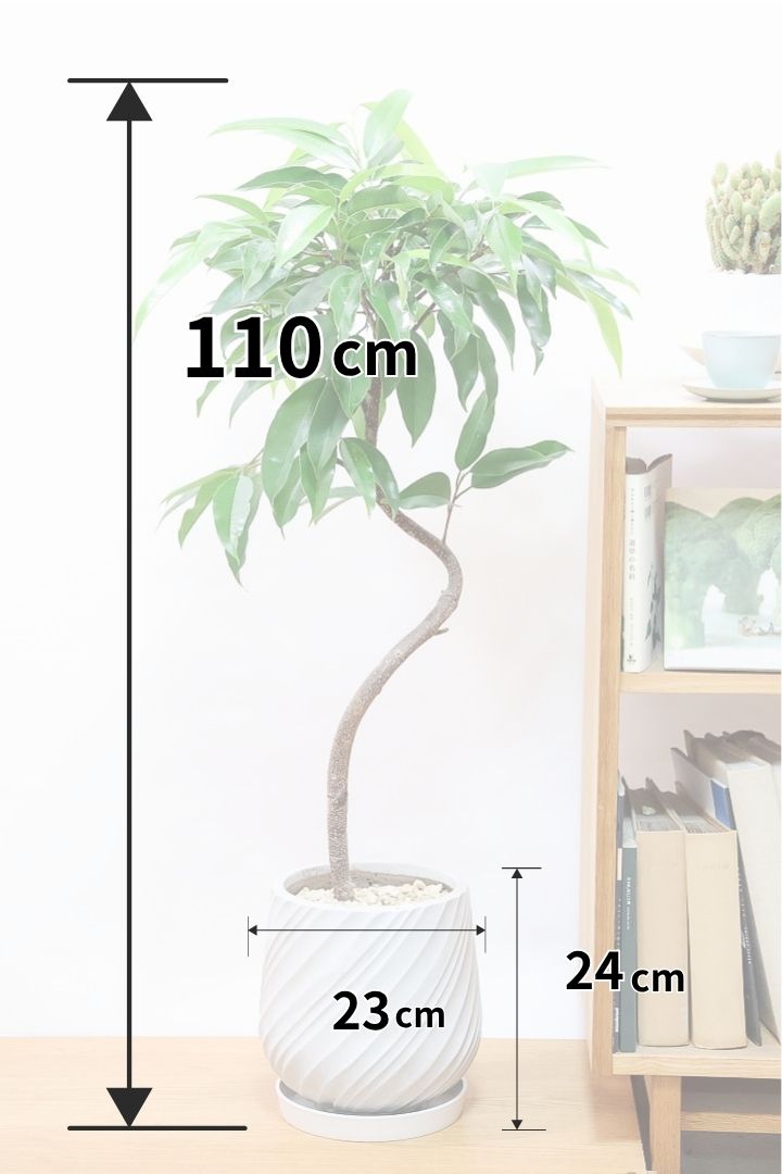 【フィカス アムステルダム】全高110cm！沖縄で作り込まれた他にはないゴツイ樹形！とても丈夫で育てやすい観葉植物なんです！