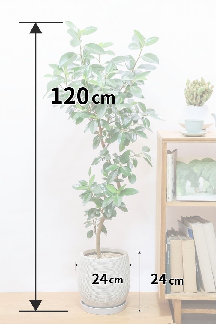 【フランスゴム】全高120cmの大型サイズ！葉が艶々で美しい！そして存在感のある樹形！幹のカーブも素晴らしいおすすめの逸品です