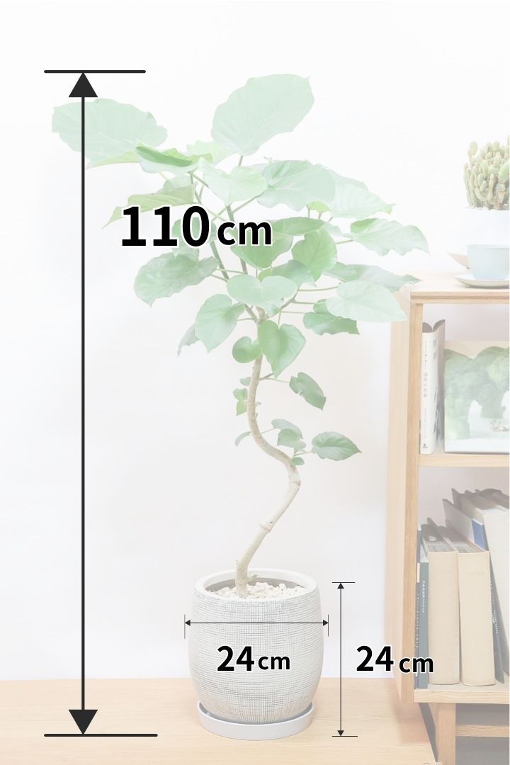 【ウンベラータ】全高110cmのちょうどいいサイズ！全体のバランスがとても良い素晴らしい樹形です！幹のクネクネがGOOD！