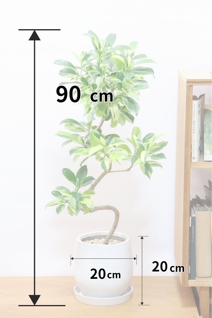 【ファグラエア バリエガタ】ありそうでなかった全高90cmサイズ！美しくカーブした幹が素晴らしい！おすすめです！