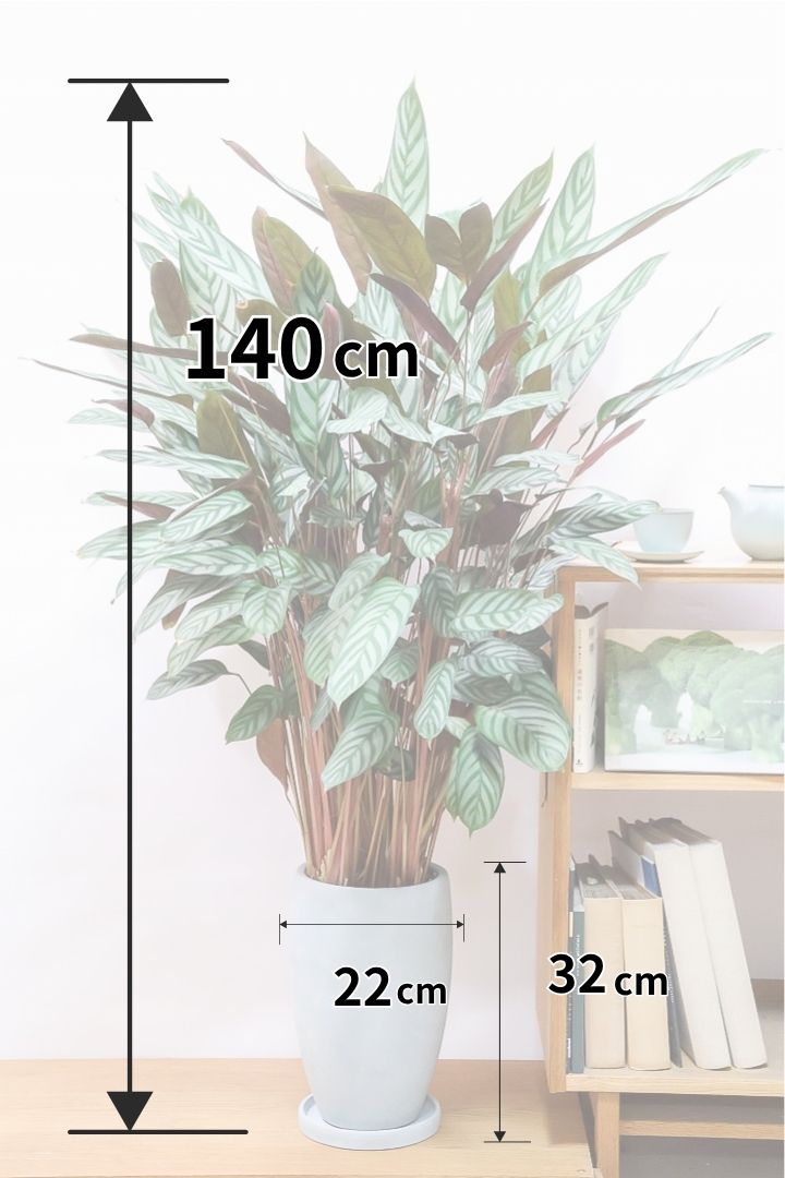 【クテナンテ セトサ】全高140cmの超BIGサイズ！スモーキーな葉色がとても美しいクテナンテの中でも人気の品種です！