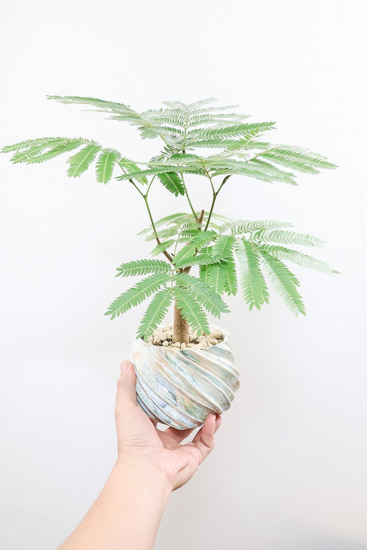 【エバーフレッシュ】全高47cmのかわいいサイズ感！シンプルだけど程よいサイズ感！このPOTはとっても人気なんです！