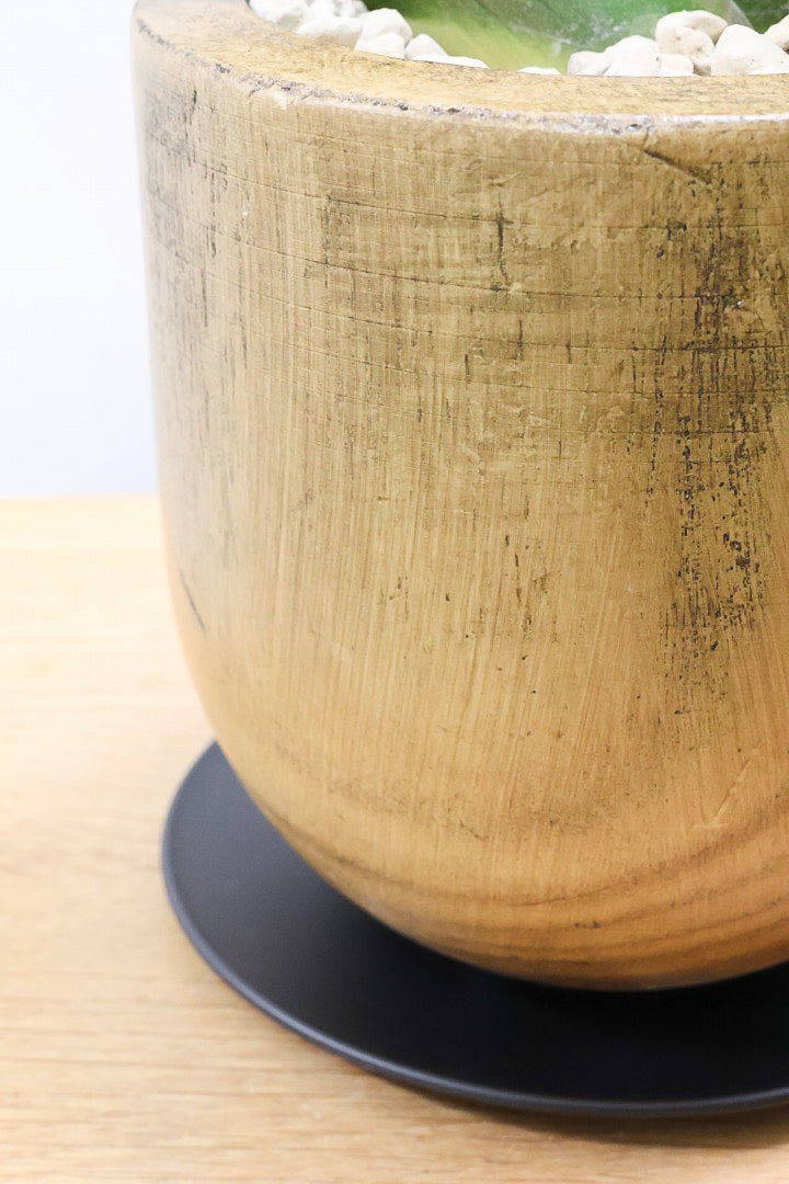 【サンスベリア ボンセレンシス 】全高36cmの素晴らしいバランス！人気の木製のPOT！全体のフォルムがとても美しい最高の個体なんですよ！