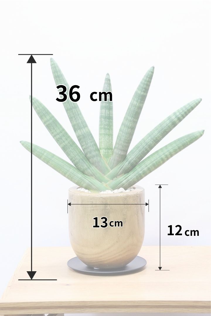 【サンスベリア ボンセレンシス 】全高36cmの素晴らしいバランス！人気の木製のPOT！全体のフォルムがとても美しい最高の個体なんですよ！