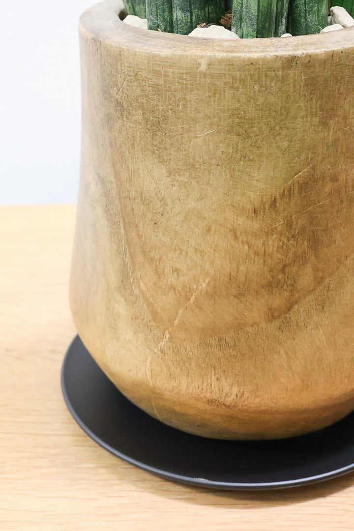 【サンスベリア スタッキー】全高35cm！人気の木製POTでの入荷です！仲良しの生産者さんからいい形のものを分けてもらいました