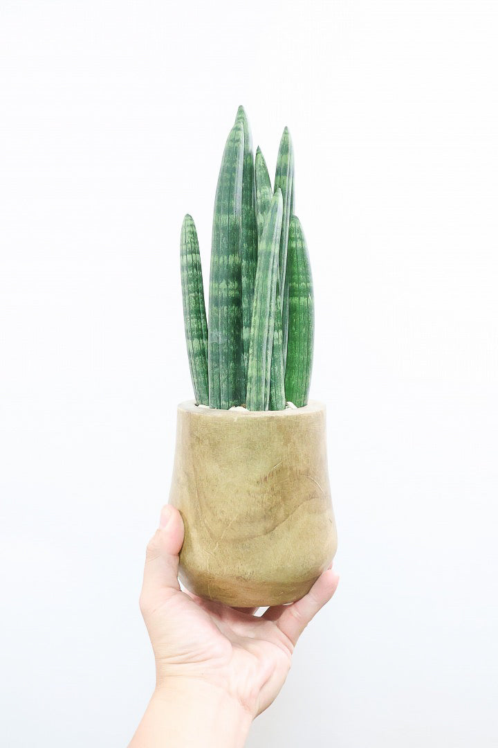 【サンスベリア スタッキー】全高35cm！人気の木製POTでの入荷です！仲良しの生産者さんからいい形のものを分けてもらいました