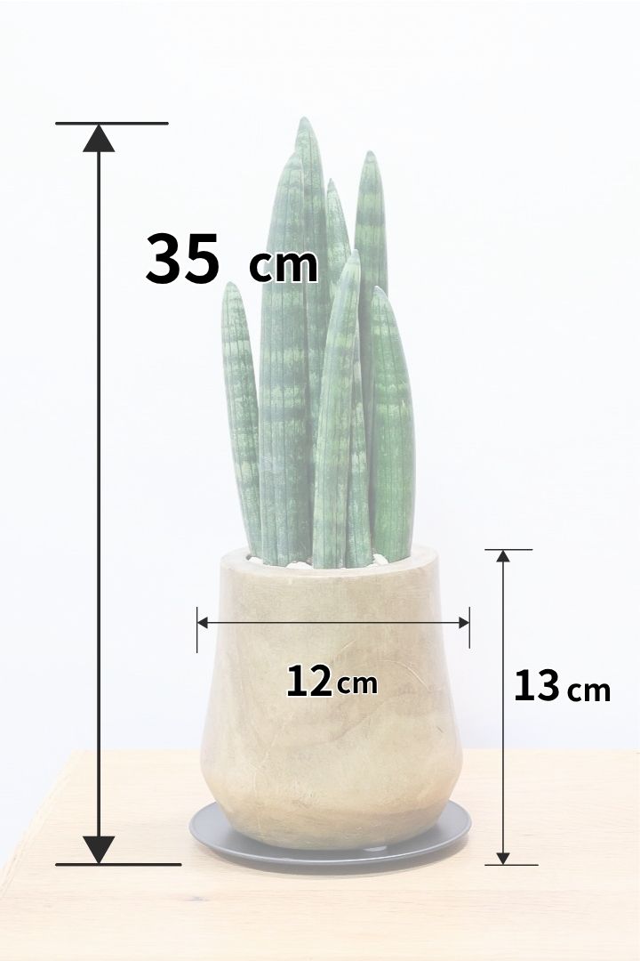 【サンスベリア スタッキー】全高35cm！人気の木製POTでの入荷です！仲良しの生産者さんからいい形のものを分けてもらいました