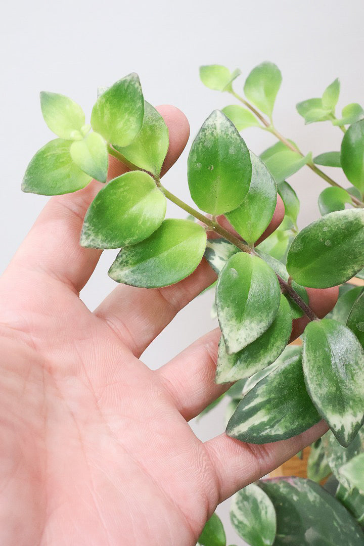 【エスキナンサス ラディカンス バリエガタ】扱いやすいプラスチックの吊鉢！この個体、白斑がまぶしいです！葉の状態もいいのでおすすめ！