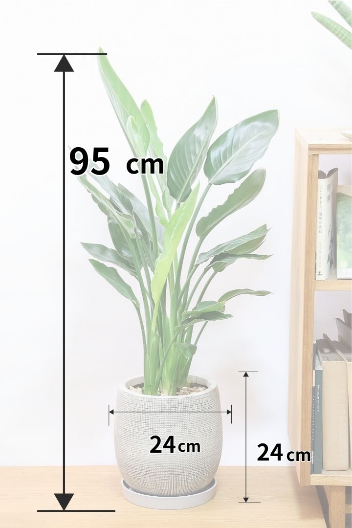 【ストレチア レギネ】全高95cmのお手頃なサイズ！控えめに言っても最高のバランスだと思います！丈夫で育てやすい観葉植物なんです！