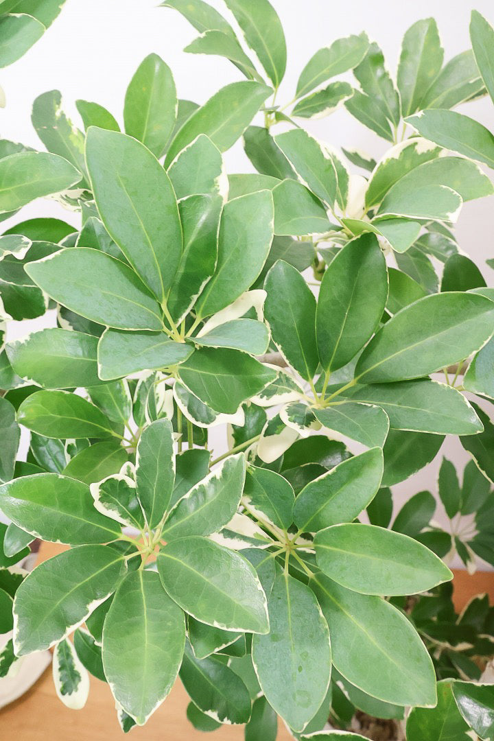 【シェフレラ ミルキー】全高110cmの大型タイプ！今回は幹のカーブがと手もイイ感じの樹形なのでお部屋のインテリアとしてピッタリではないでしょうか！