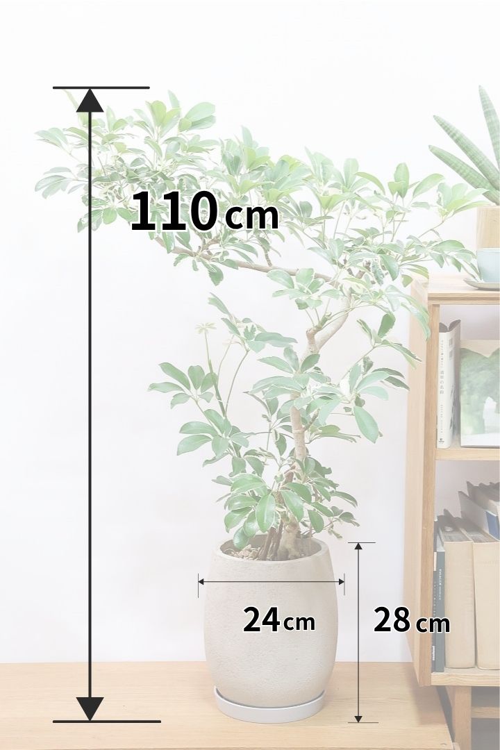 【シェフレラ ミルキー】全高110cmの大型タイプ！今回は幹のカーブがと手もイイ感じの樹形なのでお部屋のインテリアとしてピッタリではないでしょうか！