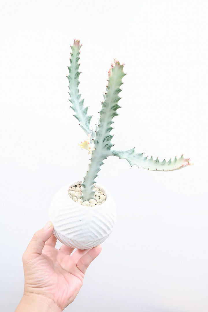【ユーフォルビア ラクティア ホワイトゴースト】全高32cmのかわいいサイズ感！丸っこいPOTとのバランスがとてもイイ！ミニサイズなのに枝が出ていますので今後の生長がとっても楽しみです！