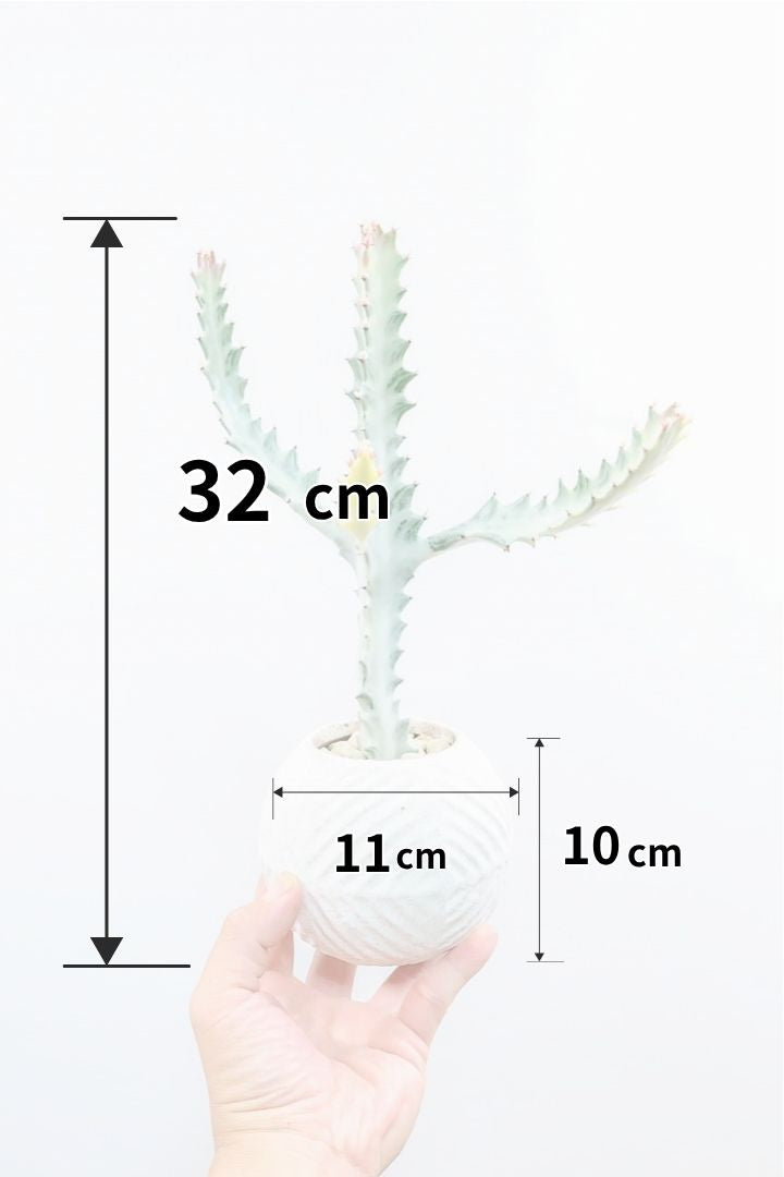 【ユーフォルビア ラクティア ホワイトゴースト】全高32cmのかわいいサイズ感！丸っこいPOTとのバランスがとてもイイ！ミニサイズなのに枝が出ていますので今後の生長がとっても楽しみです！