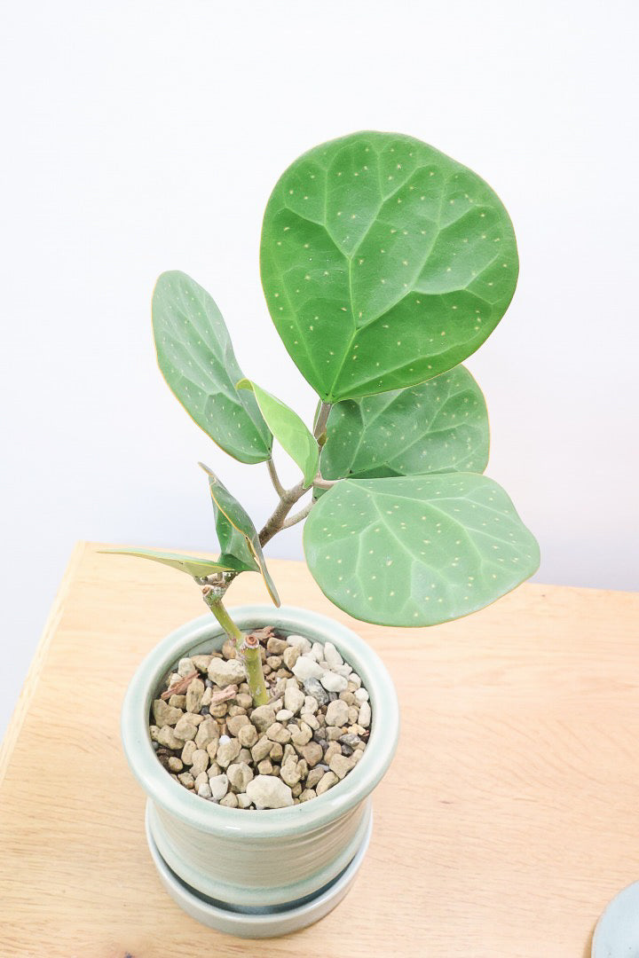 【フィカス ゴールドコイン】全高36cmのかわいいミニサイズ！人気のゴムの木の仲間！この植物のミニサイズは希少ですのでぜひ！
