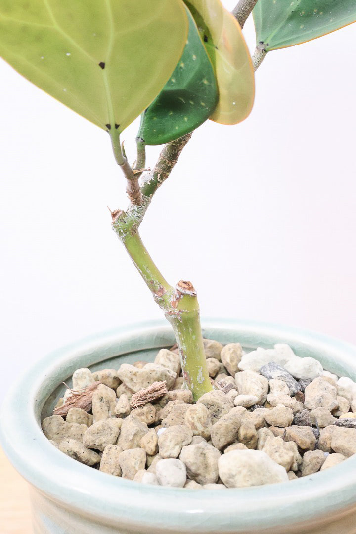 【フィカス ゴールドコイン】全高36cmのかわいいミニサイズ！人気のゴムの木の仲間！この植物のミニサイズは希少ですのでぜひ！
