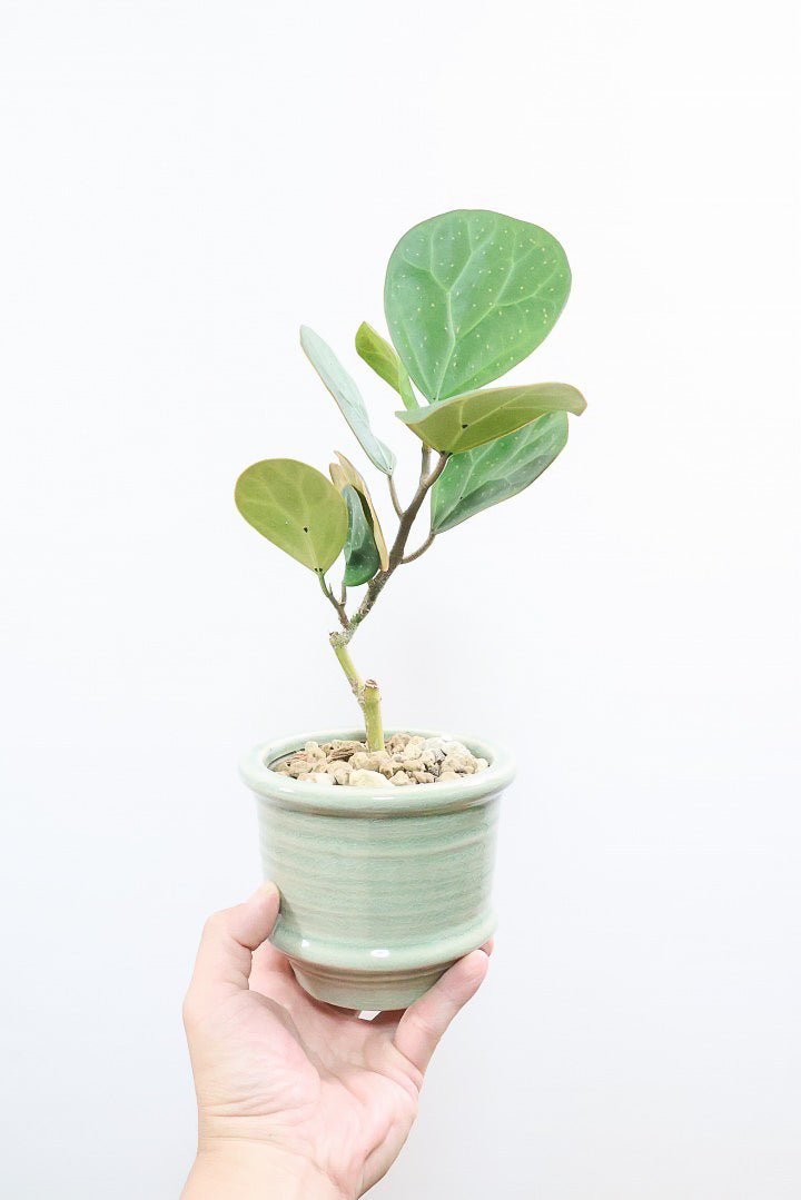 【フィカス ゴールドコイン】全高36cmのかわいいミニサイズ！人気のゴムの木の仲間！この植物のミニサイズは希少ですのでぜひ！