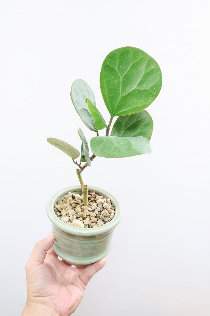 【フィカス ゴールドコイン】全高36cmのかわいいミニサイズ！人気のゴムの木の仲間！この植物のミニサイズは希少ですのでぜひ！