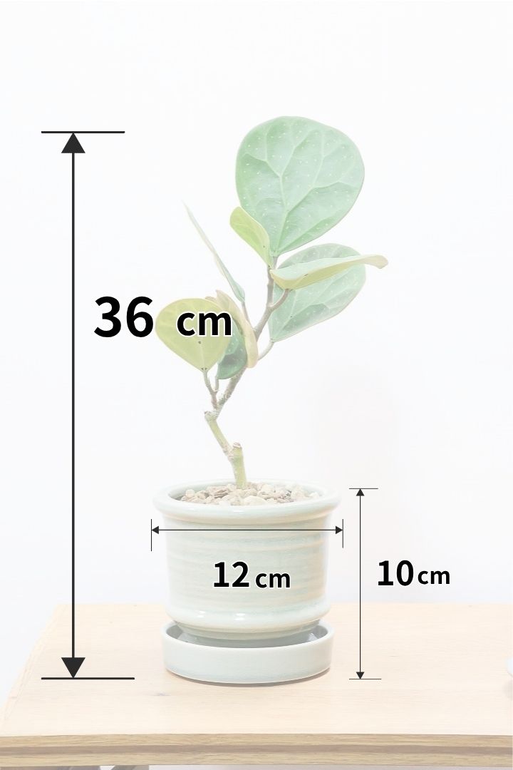 【フィカス ゴールドコイン】全高36cmのかわいいミニサイズ！人気のゴムの木の仲間！この植物のミニサイズは希少ですのでぜひ！