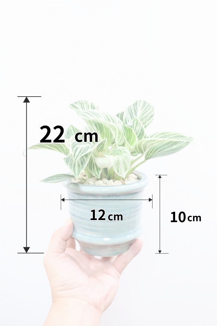 【フィロデンドロン ミニバーキン】全高22cmのかわいいサイズ！今回も素晴らしいコントラストです！POTとの相性もGOOD！