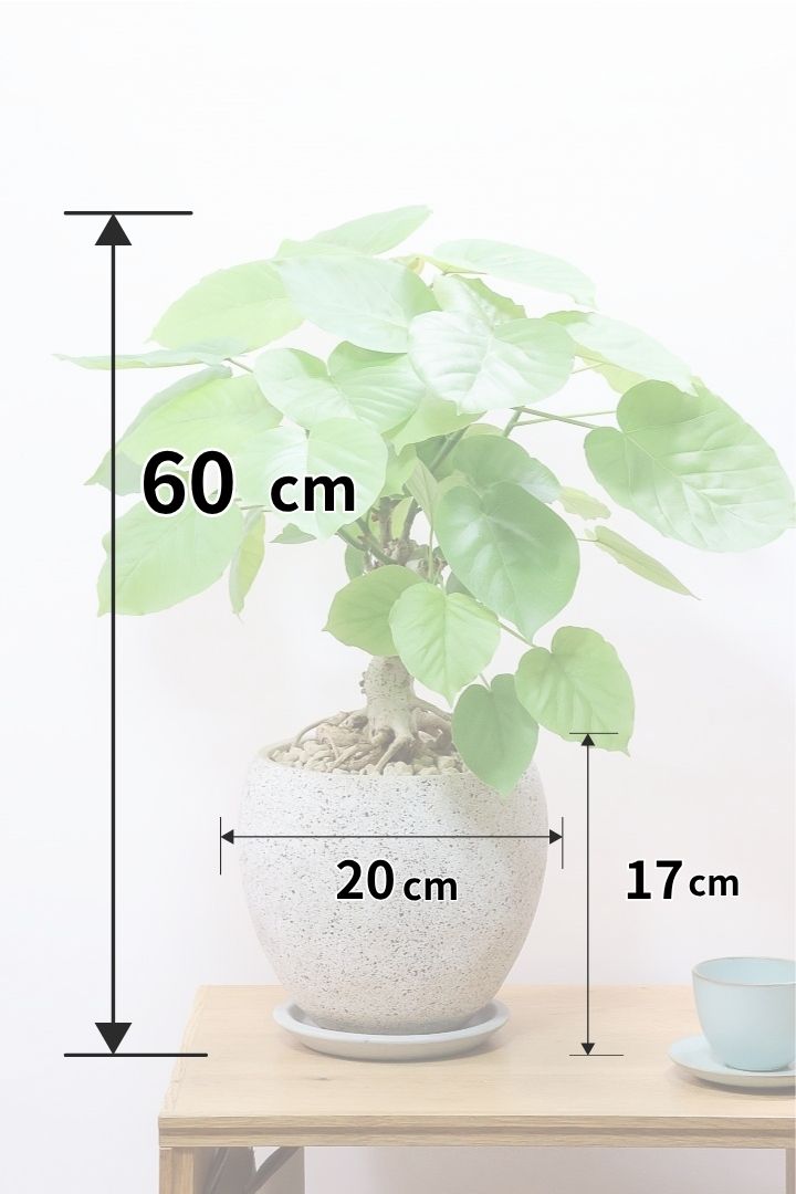 【ウンベラータ】全高60cmのちょうどいいサイズ！10年物の年季の入ったこだわりの幹！今回は葉もコンパクトで美しい個体ですよ！