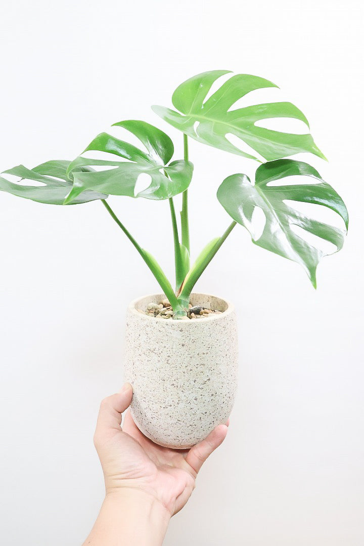 【モンステラ コンパクター】人気のモンステラがついに再入荷しました！人気のギュッとコンパクトにまとまる品種です！