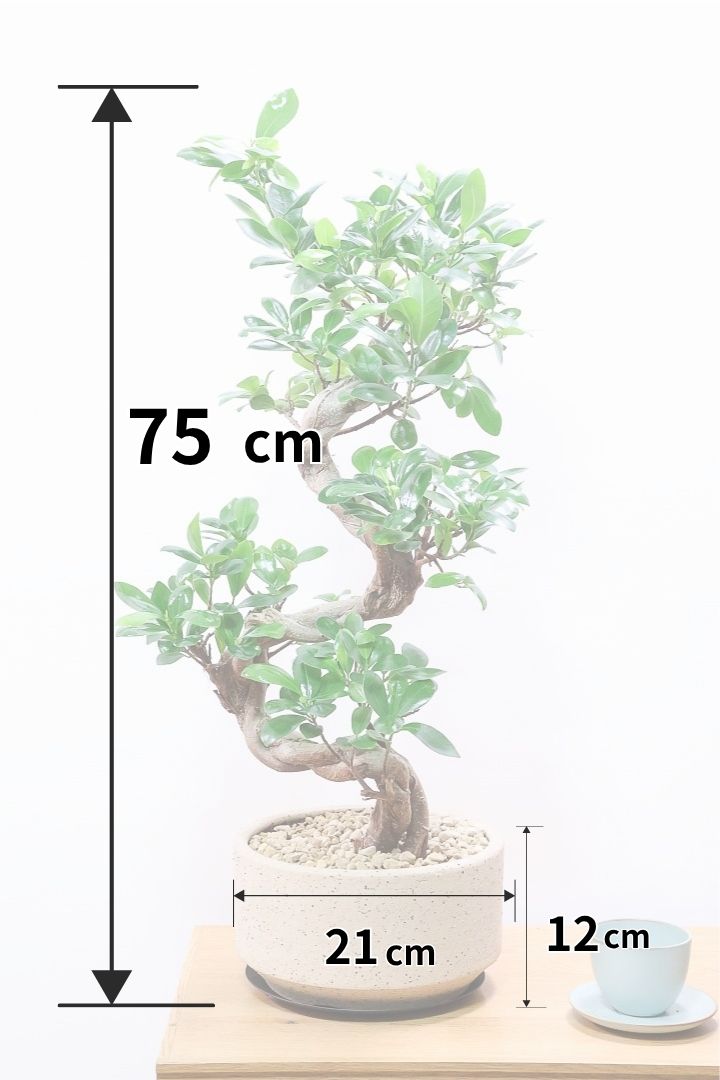【ガジュマル】全高75cmの見ごたえあるサイズ！見事なほどにS字にカーブした幹が個性的！仕入れ時に個性的な枝を選んで仕入れてきました！おすすめです！