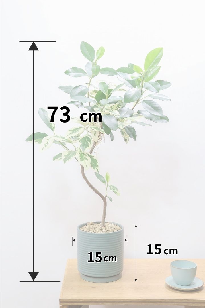 【斑入りフランスゴム】全高73cm！最高の葉色に仕上がりました！斑入りの葉とグリーンの葉が混在しているんです！