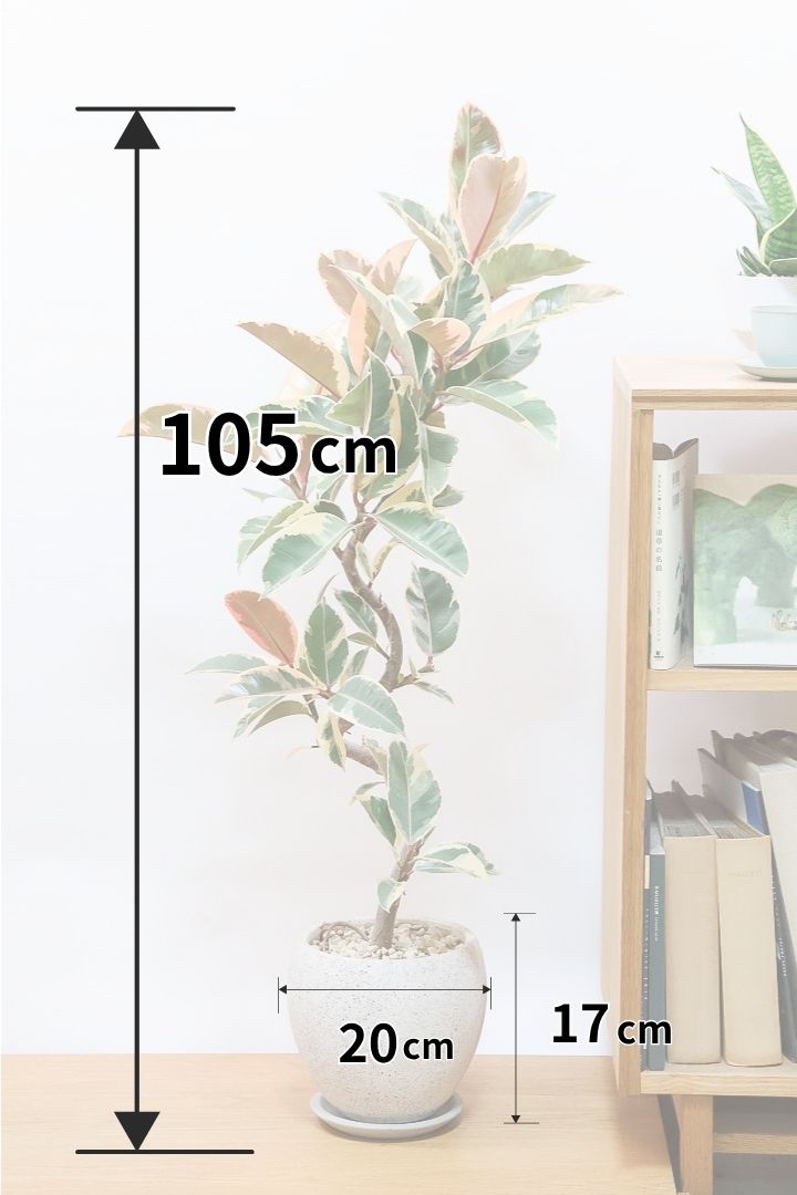 【フィカス ティネケ】全高105cmのすごくスタイリッシュな樹形！今回はボリューム満点です！葉色も抜群に良く仕上がっていますのでおススメですよ！