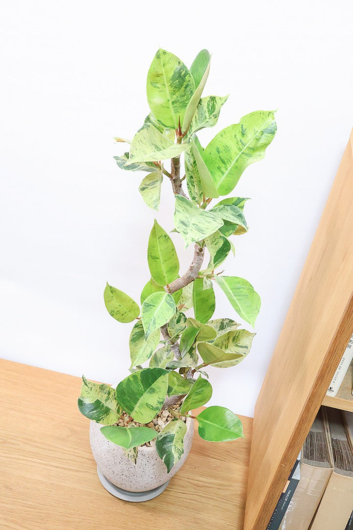 【フィカス ジン】全高90cmのAPEGOでは初めてのサイズ感です！生産者さんから良いのができたよーって連絡をいただきました！