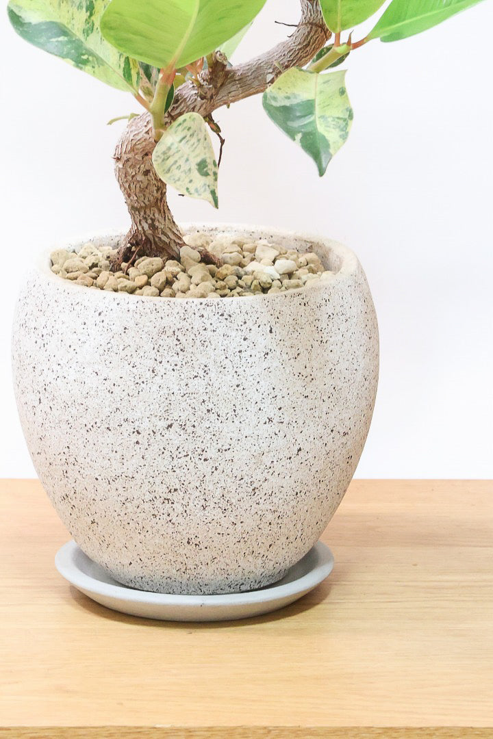 【フィカス ジン】全高90cmのAPEGOでは初めてのサイズ感です！生産者さんから良いのができたよーって連絡をいただきました！