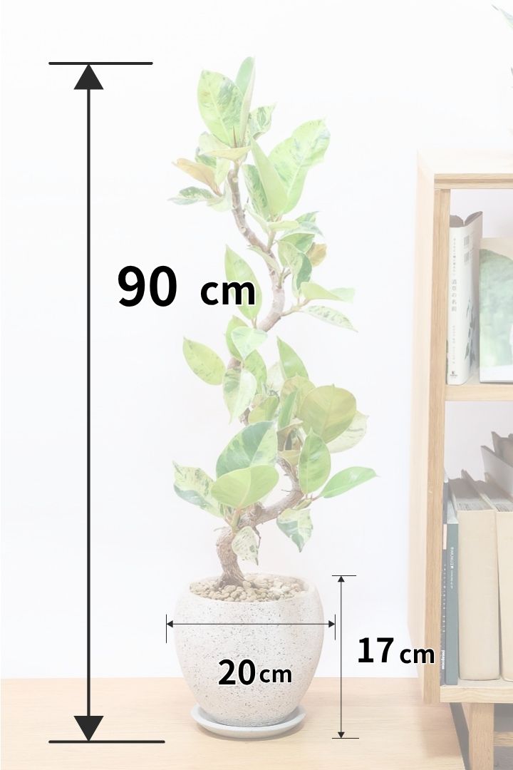 【フィカス ジン】全高90cmのAPEGOでは初めてのサイズ感です！生産者さんから良いのができたよーって連絡をいただきました！