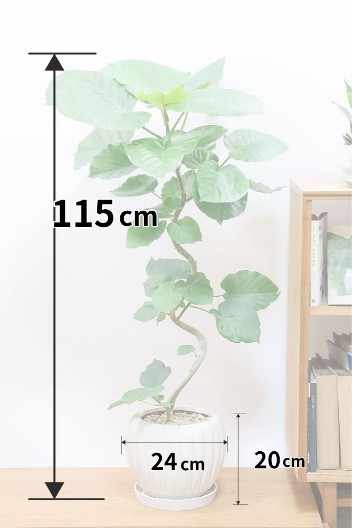 【ウンベラータ】全高115cmのボリュームがあるタイプ！今まで史上イチバン葉が大きいのでは⁉と思うほど立派な葉です！