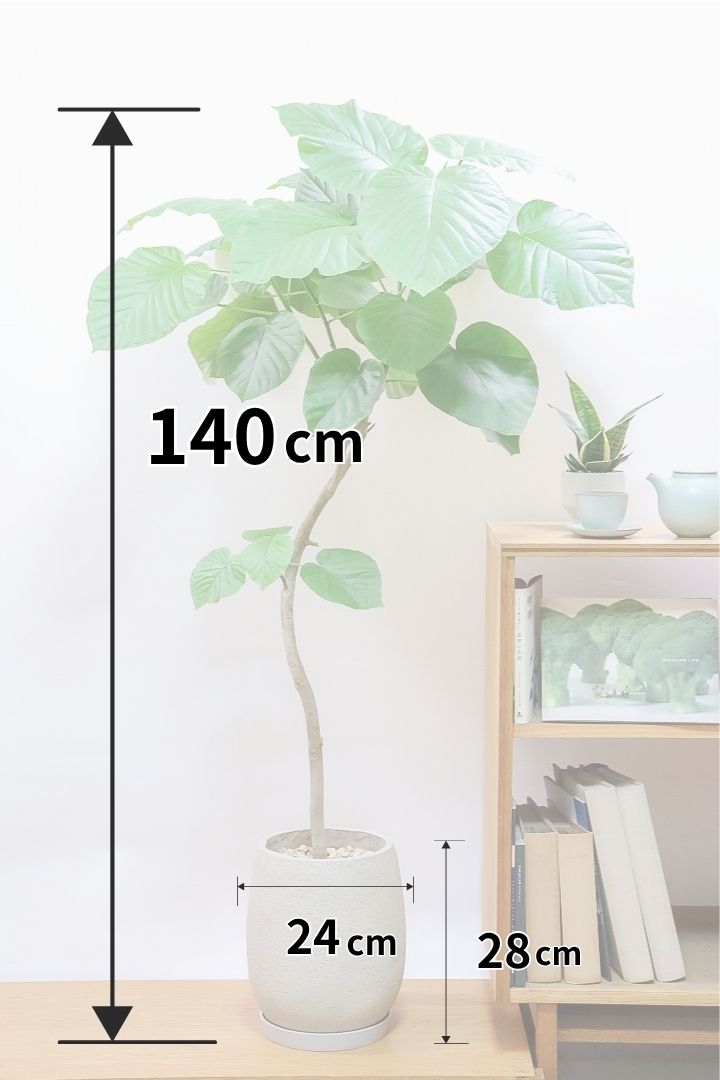 【ウンベラータ】全高140cmの大型サイズ！しなやかでとてもきれいな樹形です！このような樹形は正に一期一会ですのでぜひ！