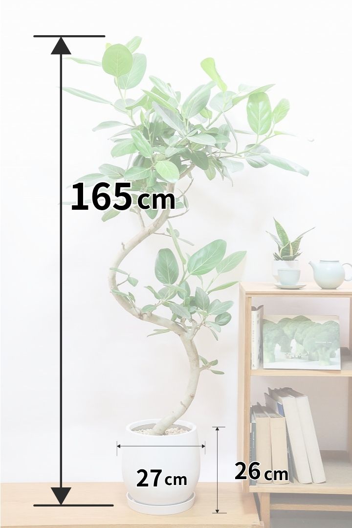 送料無料】風水におすすめの観葉植物 | 観葉植物の通信販売 | APEGO