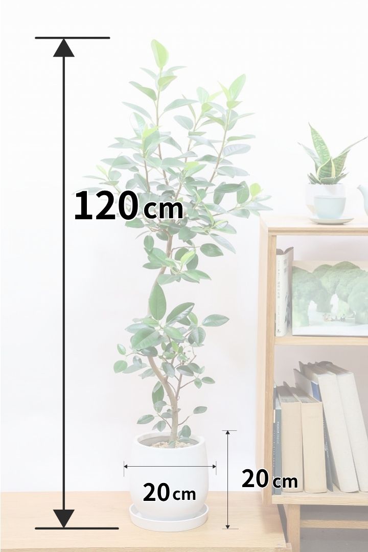 【フランスゴム】全高120cmのBIGサイズ！スリムでスタイリッシュな樹形がgood！お部屋のインテリアにピッタリではないでしょうか？