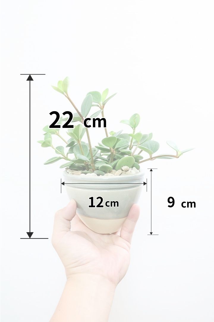 【ペペロミア  ホープ】全高22cmのかわいいサイズ！まん丸のかわいい葉が最大の特徴！ペペロミアの中でも肉厚でかわいい葉です！
