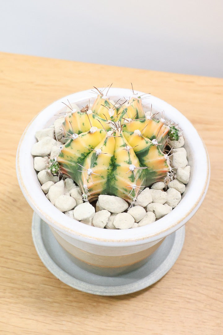 【ギムノカリキウム】全高13cmのかわいいサイズ！久々にイイ色目が入荷！個性的で独特なフォルムのサボテン！鮮やかな色合いがGOOD！