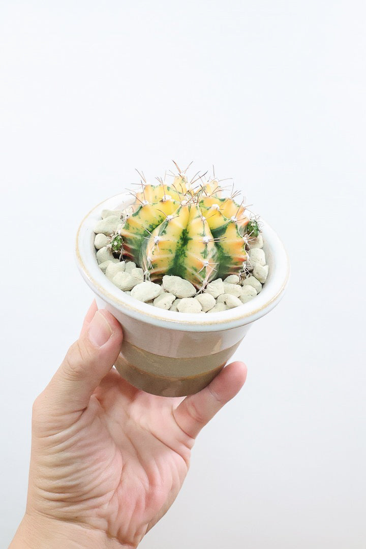 【ギムノカリキウム】全高13cmのかわいいサイズ！久々にイイ色目が入荷！個性的で独特なフォルムのサボテン！鮮やかな色合いがGOOD！