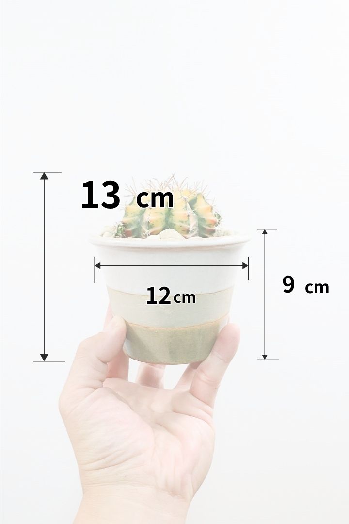 【ギムノカリキウム】全高13cmのかわいいサイズ！久々にイイ色目が入荷！個性的で独特なフォルムのサボテン！鮮やかな色合いがGOOD！