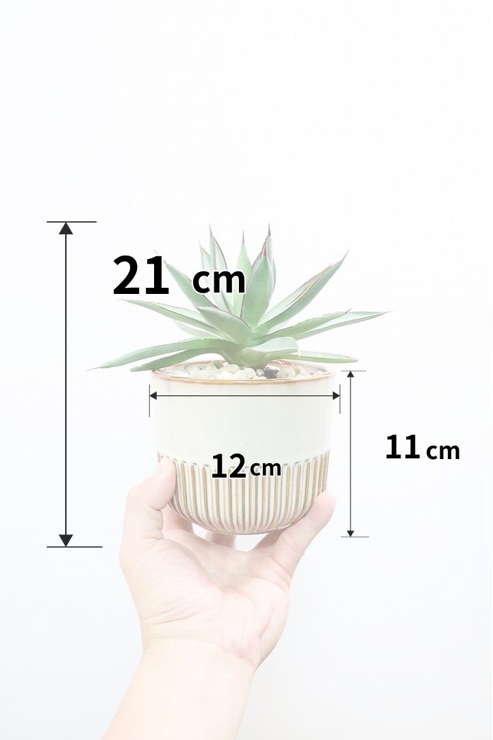 【アガベ バーントバーガンディ】全高21cm！コンパクトな葉形が特徴のコンパクトアガベ！生長が遅い植物なのであまり樹形も乱れにくいです！