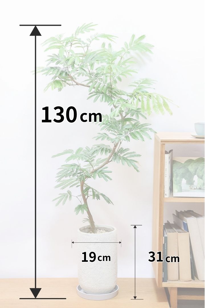 【エバーフレッシュ】全高130cmのワイルドにカーブした幹がとてもイイ感じ！スタイリッシュなのでお部屋のインテリアにピッタリ！