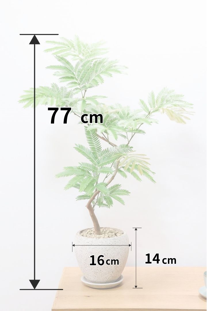 【エバーフレッシュ】全高77cmの作り込まれた雰囲気のある素敵な樹形！葉のバランスがとてもイイ感じですのでおススメです！