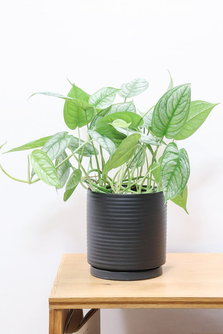 モンステラ シルテペカナK62482| 観葉植物の通信販売 | APEGO(アペーゴ)