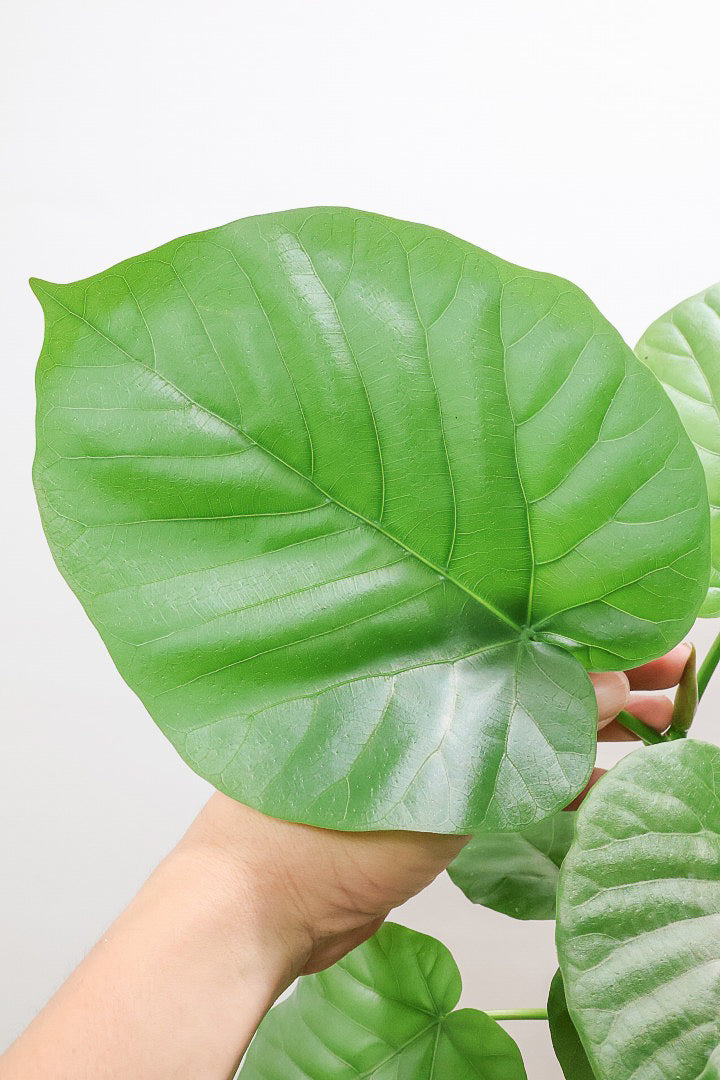 【ウンベラータ】全高75cmのちょうどいいサイズ！葉のバランスと幹のカーブがバツグンい美しいんですよ！