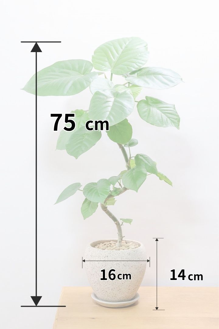 【ウンベラータ】全高75cmのちょうどいいサイズ！葉のバランスと幹のカーブがバツグンい美しいんですよ！