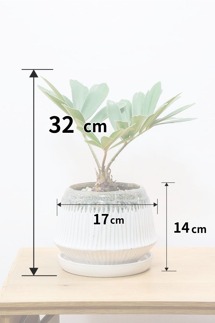 【ザミア フルフラケア】全高32cmの見ごたえのあるサイズ！POTのデザインもとても個性的なので全体のバランスがイイ感じ！
