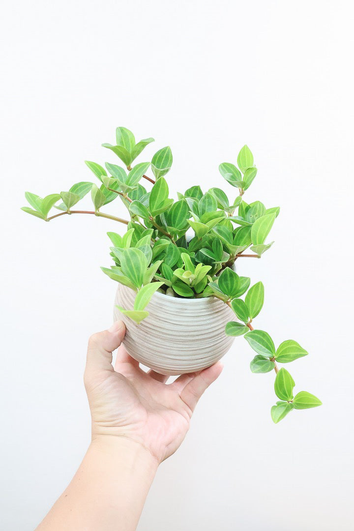 【ペペロミア  フェアリー】全高25cmのかわいいサイズ感！お椀型のかわいいPOTとの薔薇Sンうがとてもイイ感じの子です！