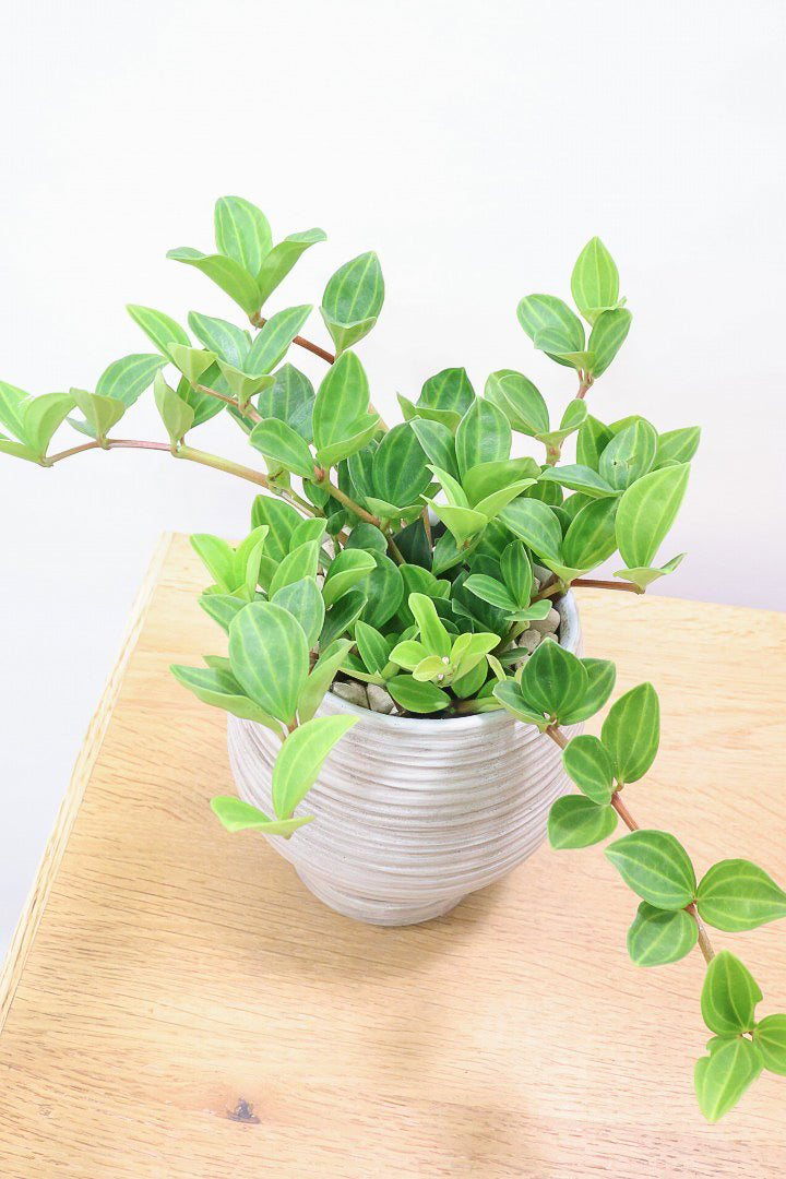 【ペペロミア  フェアリー】全高25cmのかわいいサイズ感！お椀型のかわいいPOTとの薔薇Sンうがとてもイイ感じの子です！