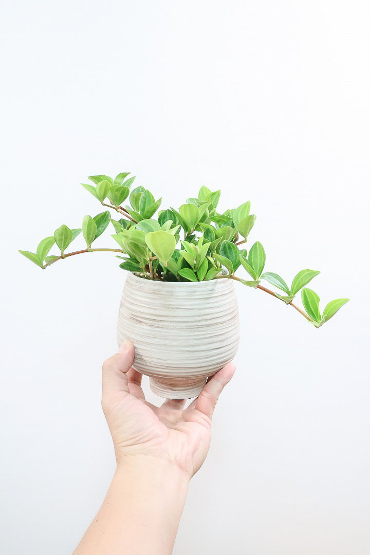 【ペペロミア  フェアリー】全高25cmのかわいいサイズ感！お椀型のかわいいPOTとの薔薇Sンうがとてもイイ感じの子です！